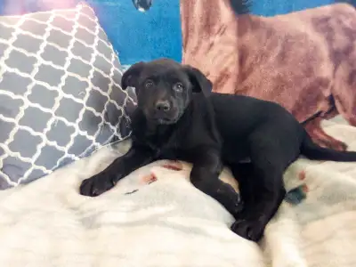 Hi there! These gorgeous Labrador Retriever puppies are just waiting for the perfect family to fill...