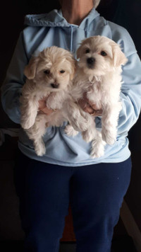Maltipoo puppies,  2 girls and 1 boy
