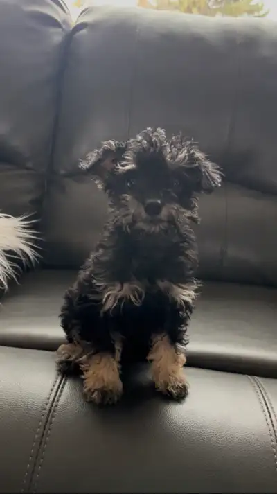 Snchnoodle puppies!, View more