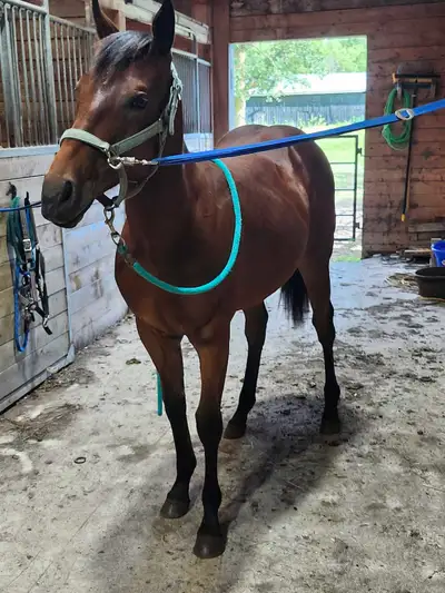 quarter horse mare , View more