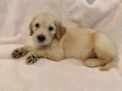 F2 Goldendoodle Puppies Ready May 16 – Vaccinated, View more