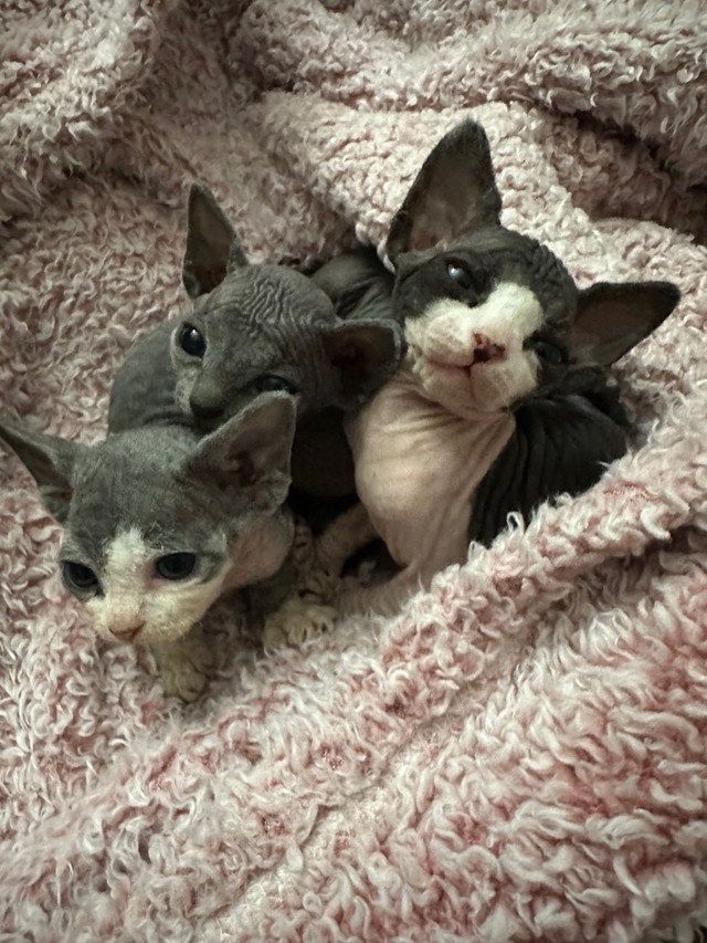 Sphynx kittens 2 months  in Cats & Kittens for Rehoming in Chatham-Kent - Image 2