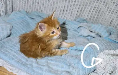 There is now 1 of us available .there is one girl left non polydactyl feet .We were born January 30...