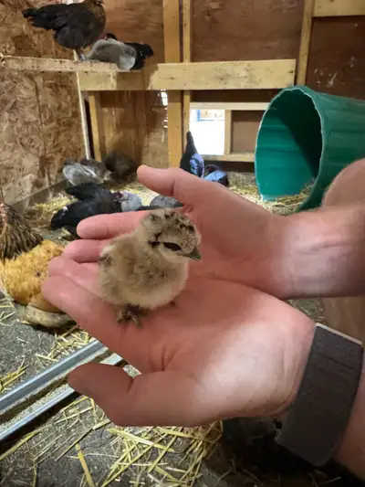 silkie chicks, View more