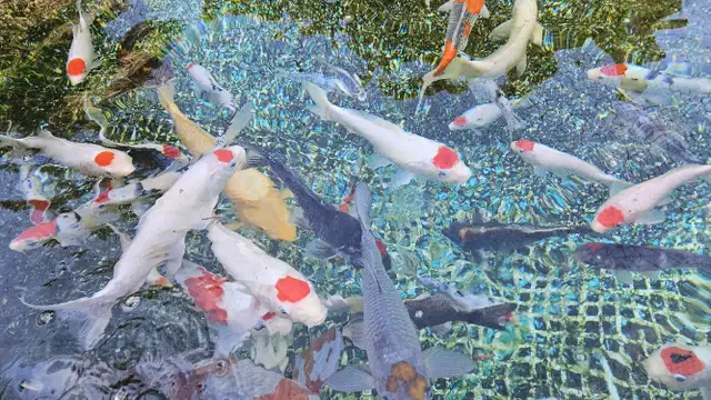 Imported Japanese Koi Fish – Winter Blowout Sale ❄️ in Fish for Rehoming in Richmond - Image 6