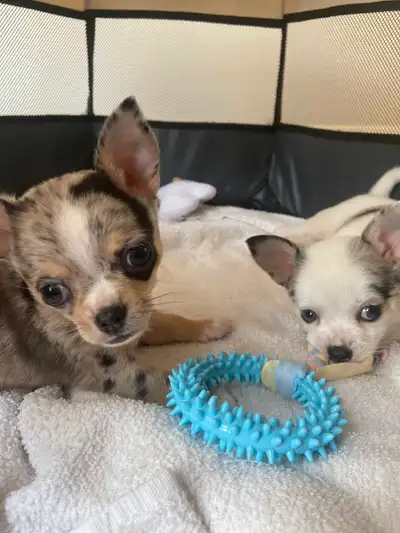 Applehead chihuahua Pups males, View more