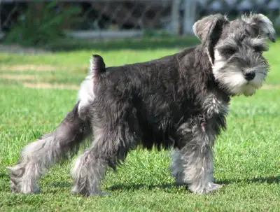 Miniature Schnauzer, View more
