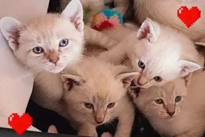 ♥️Mignons Chatons Siamois♥️Beautiful Siamese Kittens♥️, View more
