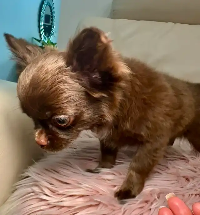 Rare Long-Haired Chocolate Chihuahua Girl – Top Pedigree in Dogs & Puppies for Rehoming in Markham / York Region - Image 8