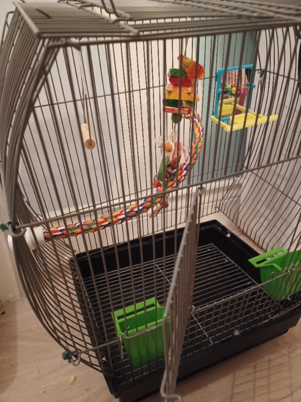 Open top budgie/finch bird cage, AVAILABLE in Birds for Rehoming in Abbotsford - Image 3