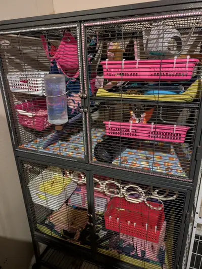 Double critter nation cage, View more