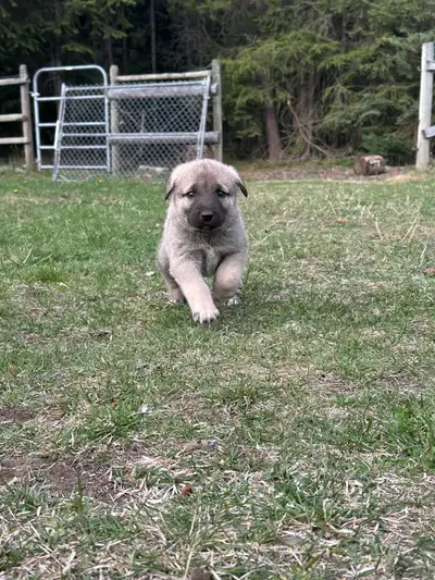 kangal puppy for sale! , View more