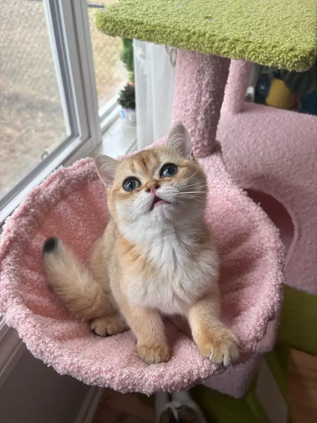Scottish fold Kitten and British Short Hair in Cats & Kittens for Rehoming in Barrie - Image 6