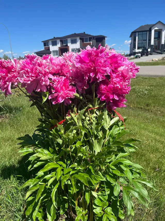 careful kijji user 64661858205441123