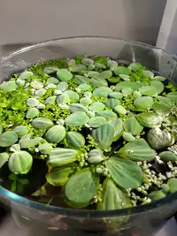 Water lettuce Aquarium Floating Plants