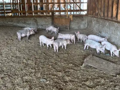White Pigs, View more