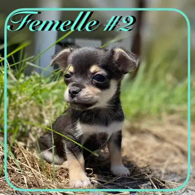 Chiots X Jack Russell x Chihuahua, View more