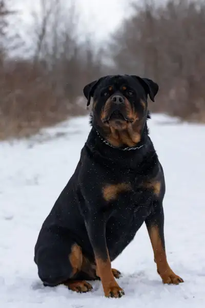 REHOME ASAP Male and Female Rottweiler, View more