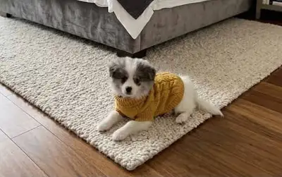 Pomeranian boy looking for a new home, View more