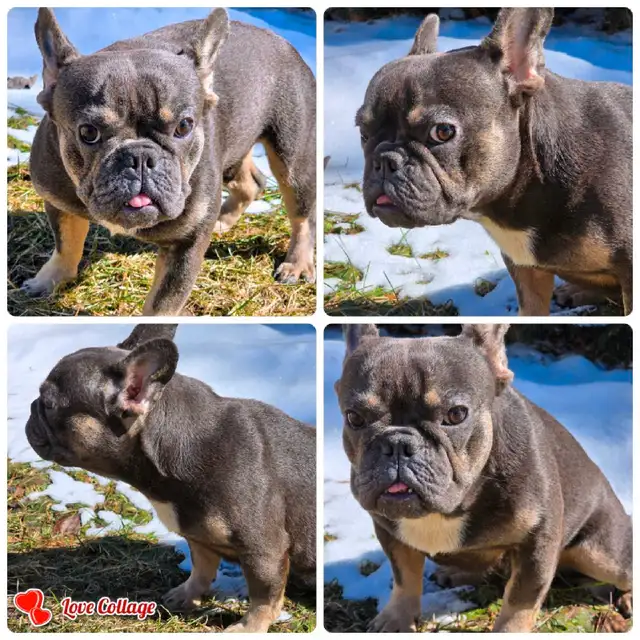 BOULEDOGUE FRANCAIS MALES 4  FERTILE DE QUALITER in Dogs & Puppies for Rehoming in City of Montréal - Image 9