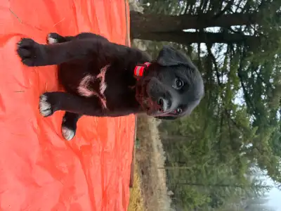 Puppies! German Shepard, Great Pyrenees, lab cross., View more