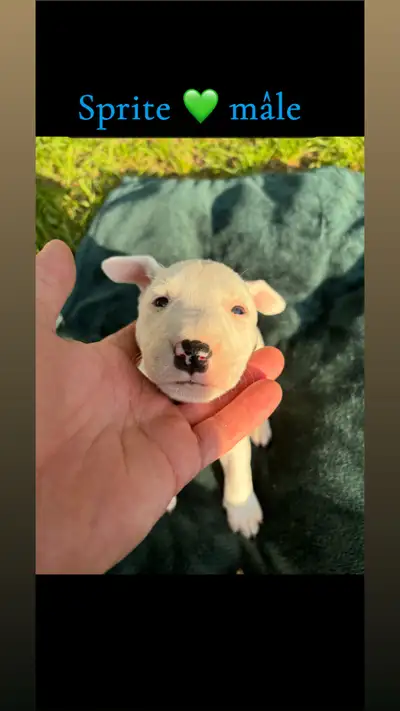 ✨ Adorables petites boules d’amour prêtes pour une nouvelle aventure dès le 28 juin ! Ils auront 2 m...