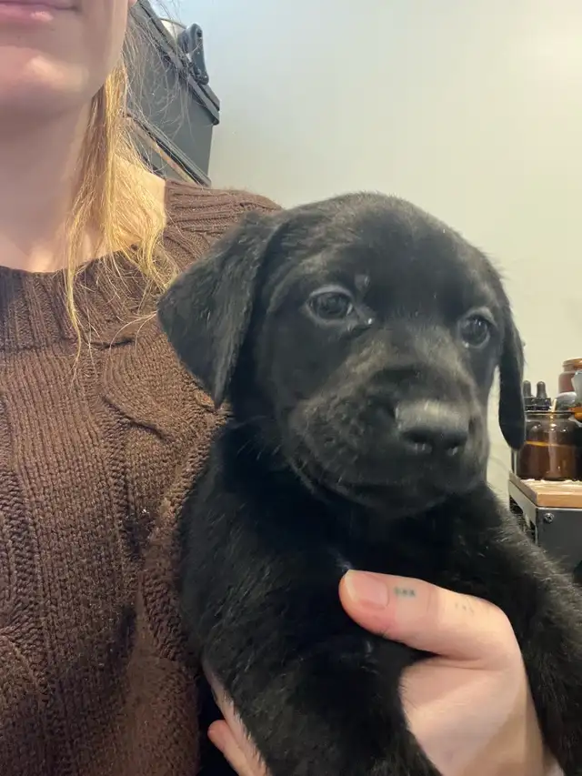 Vizsla / Black German Shepherd Puppies in Dogs & Puppies for Rehoming in Cornwall - Image 5