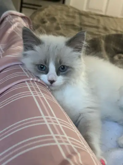 ! Français en bas ! Breed: Pure Ragdoll Age: Born February 27, 2025 (3.5 months old) Sex: Male Vacci...