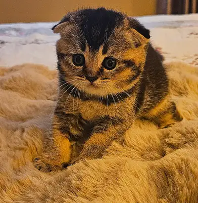 Magnifiques chatons scottish fold et straight, View more