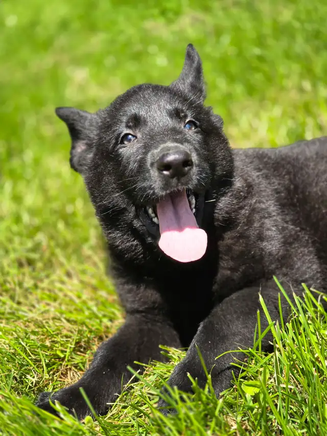 All Black& Sable Czech Line German Shepherd Puppies in Dogs & Puppies for Rehoming in Cornwall - Image 8