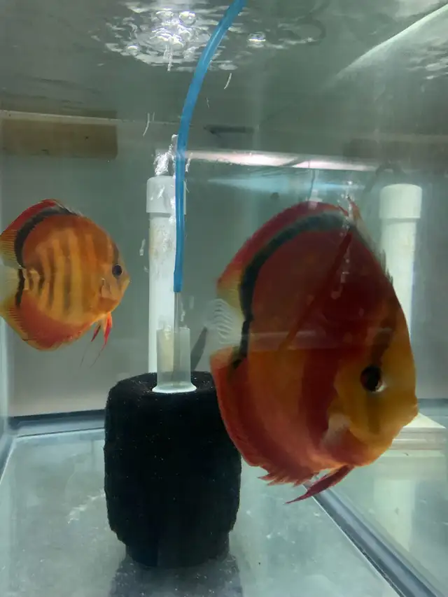 Update: Tons of baby Discus fish for sale now all 10$ in Fish for Rehoming in Mississauga / Peel Region - Image 2