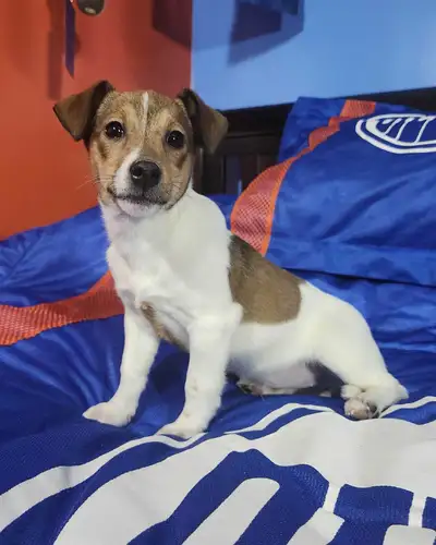 Jack Russell Puppies, View more