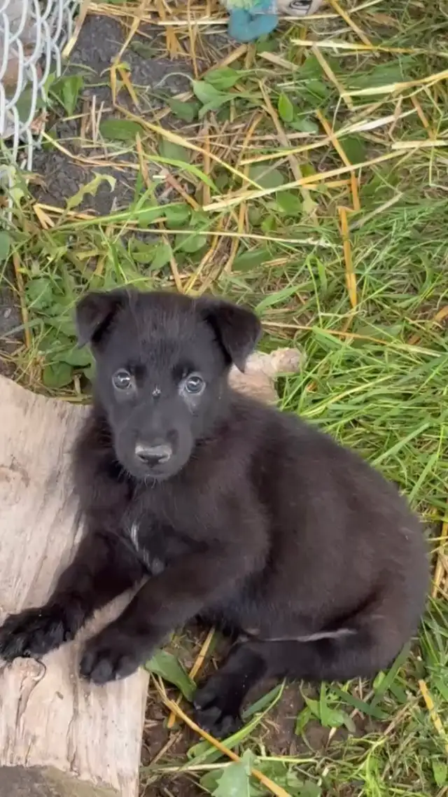 Malinois VKH Chiot Jet Black ou Charbonner in Dogs & Puppies for Rehoming in Laurentides - Image 10