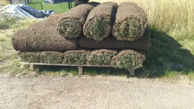 Fresh sod 26 rolls 250sqm approximately Self pick up. Text for inquiries