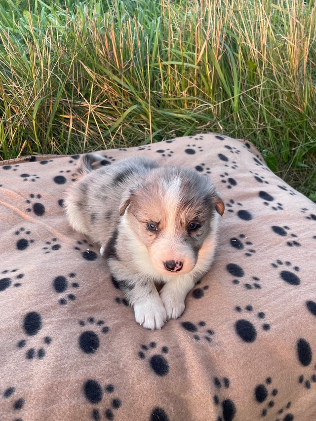 Border Collie Pups /Puppies READY TO GO ! Dogs & Puppies for Rehoming