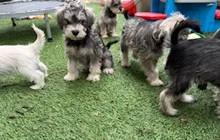 Schnauzer Nain, View more