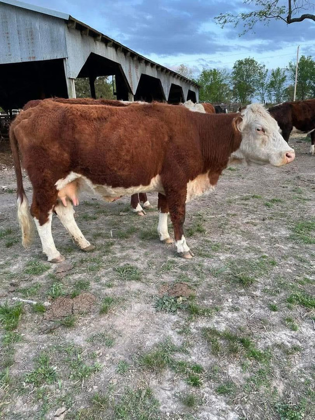 Calves available  in Livestock in City of Toronto - Image 4