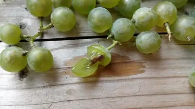 Young grape trees - Muscat White 2 years old, View more