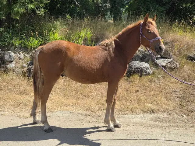 yearling colt in Horses & Ponies for Rehoming in Vernon - Image 3