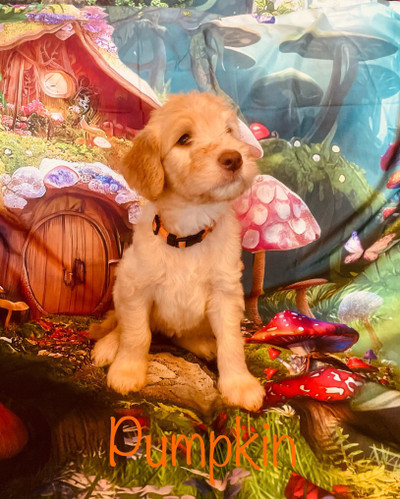 PRICE CUT on last Small & Md Goldendoodle Puppies 