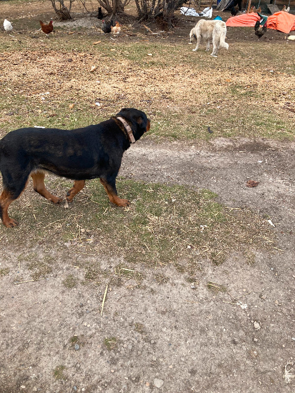 Rottweiler female in Dogs & Puppies for Rehoming in Grande Prairie - Image 4