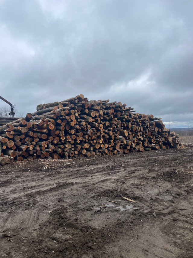 Firewood logs for sale in Fireplace & Firewood in Barrie - Image 4