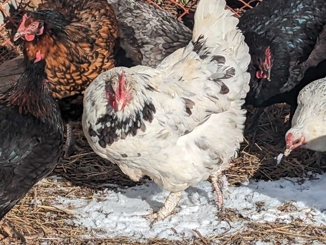 Fancy chickens for backyard and pet in Livestock in Kawartha Lakes - Image 2