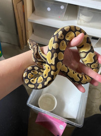 0.1 pastel special ball python 