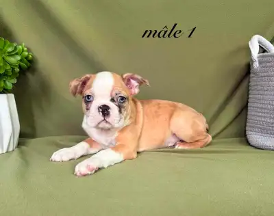 Chiots Boston Terrier, View more
