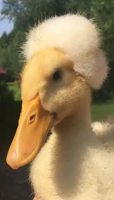 je recherche canetons à pompon en mauricie