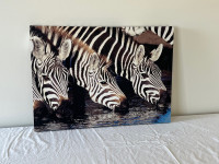 Zebras stretched canvas 