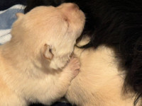Scottish Terrier Puppies CKC Registered Purebred