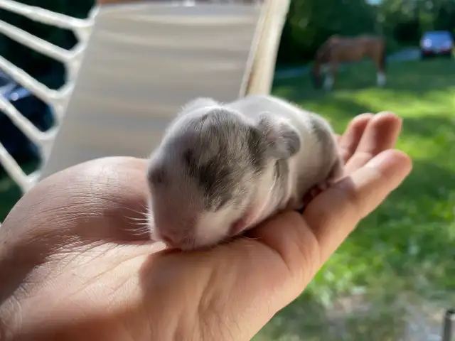 Holland lop baby bunnies✨ in Small Animals for Rehoming in Delta/Surrey/Langley - Image 7