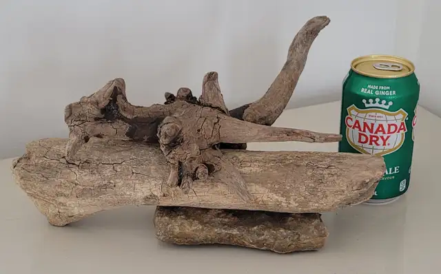 Petit Bois Flotté Accessoire sur base Aquarium Driftwood w/base in Hobbies & Crafts in Laval / North Shore - Image 2